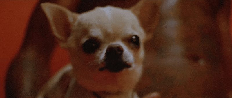 Dog.gif