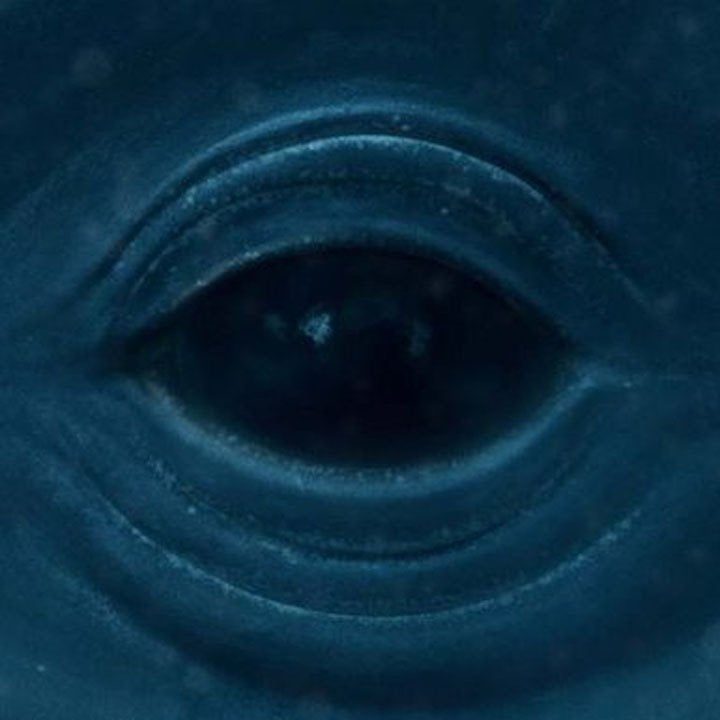 blue whale [2 - OG].jpg